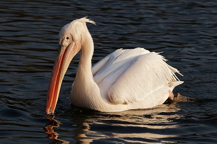 800px-Whitepelican_edit_shadowlift