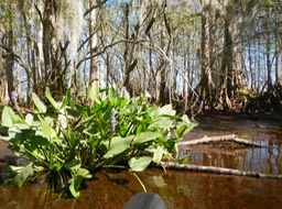 Arbuckle Creek 1/26/13 - 15