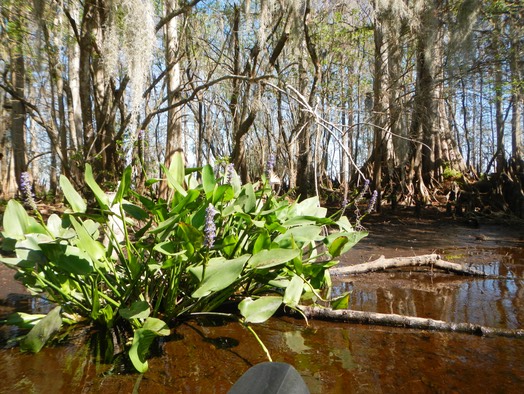 Arbuckle Creek 1/26/13 - 15