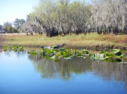 Arbuckle Creek 1/27/13 - 22