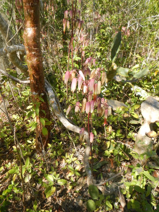 Fakahatchee Key 2/20/13 - 17