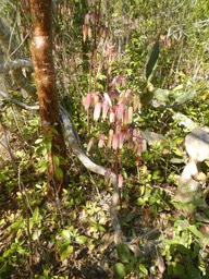 Fakahatchee Key 2/20/13 - 17