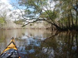 Ochlockonee River 3/18/13 - 14