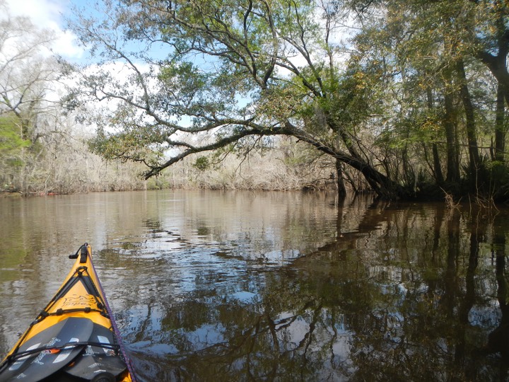 Ochlockonee River 3/18/13 - 14