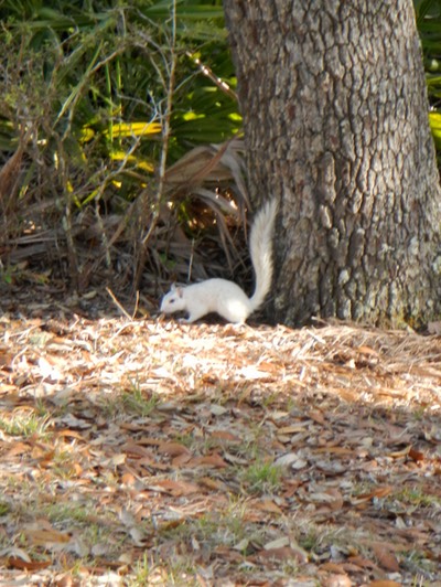 Ochlockonee River 3/21/13 - 31