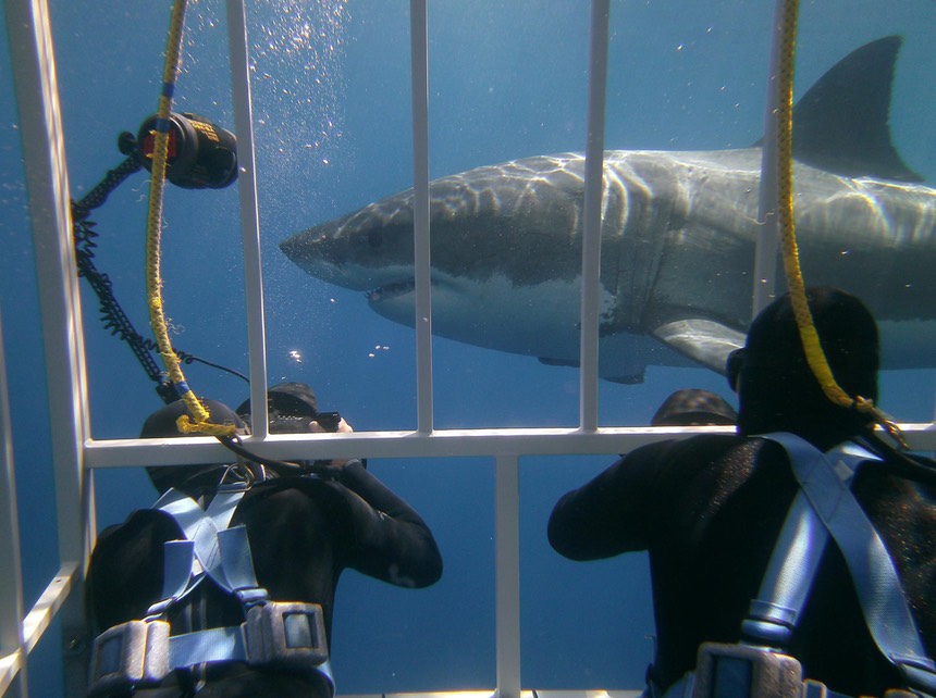 Shark.8