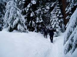 Snow Trekkers